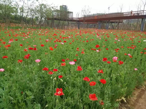 園冶杯專業(yè)獎：鹿鳴公園景觀工程