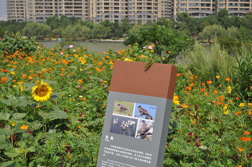 園冶杯專業(yè)獎：鹿鳴公園景觀工程